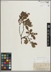Foto von Salix lapponum L. x Salix silesiaca Willd.